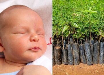 Sapling