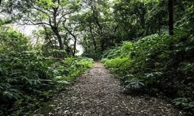 Forest