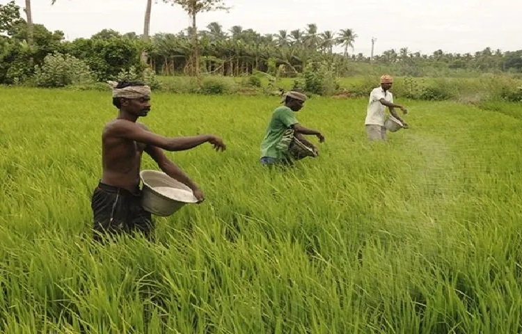 Fertilizer