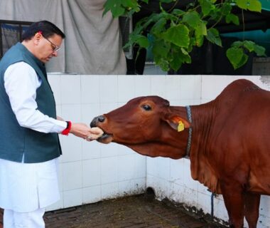 CM Dhami worshiped the cow on the occasion of Govardhan Puja.