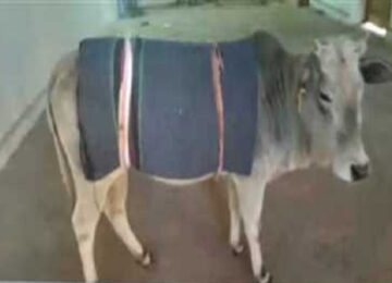 Cow