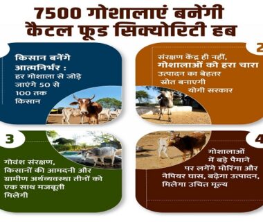 7500 cow shelters to become cattle food security hubs