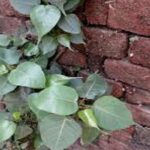 Peepal