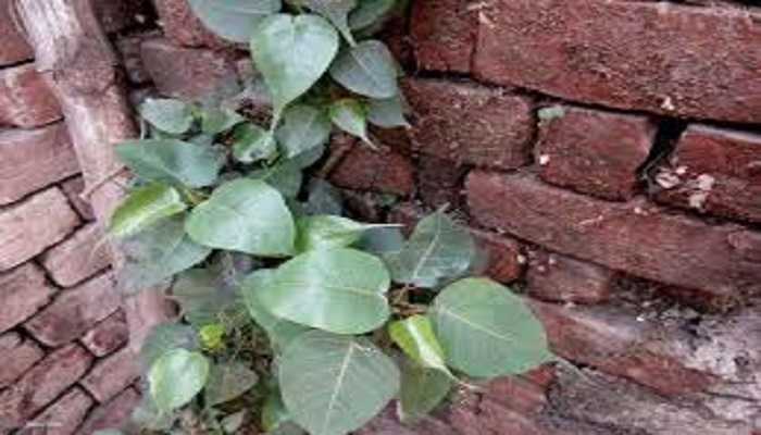Peepal