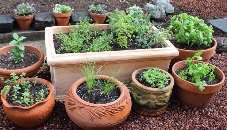 Plants