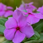 Sadabahar-Flowers