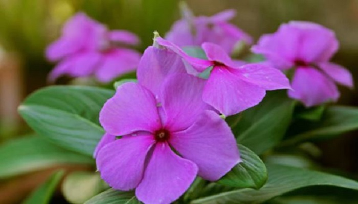 Sadabahar-Flowers