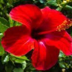 benefit-of-gudhal-ka-phool