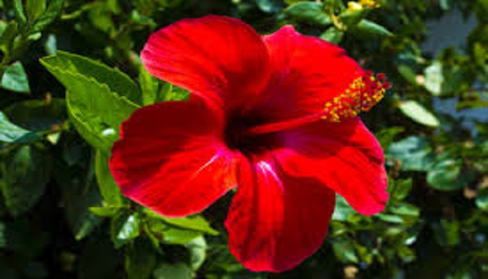 benefit-of-gudhal-ka-phool