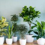 plants-for-positiveness