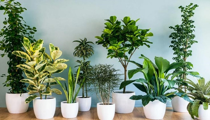 plants-for-positiveness