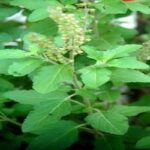 tulsi