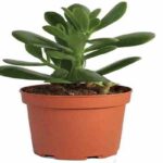Jade-Plant
