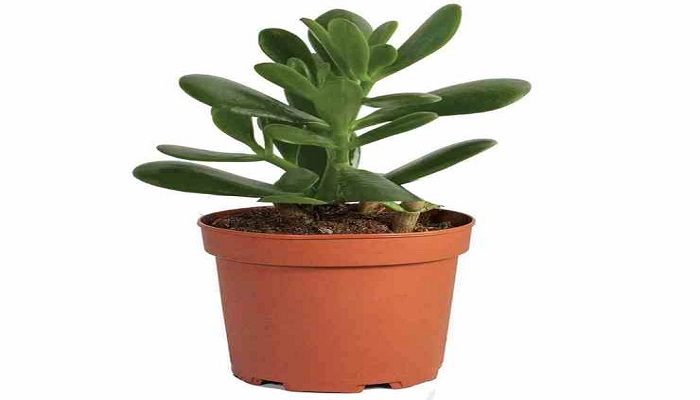 Jade-Plant