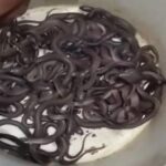 Snakes