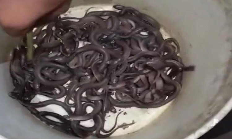 Snakes