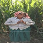 Sugarcane