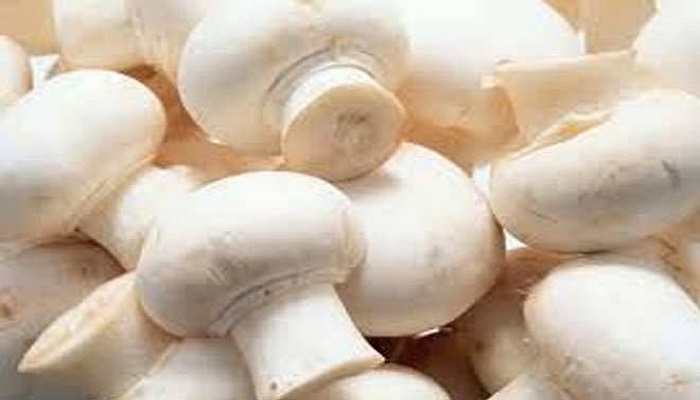 mushroom