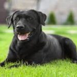 Black-Dog
