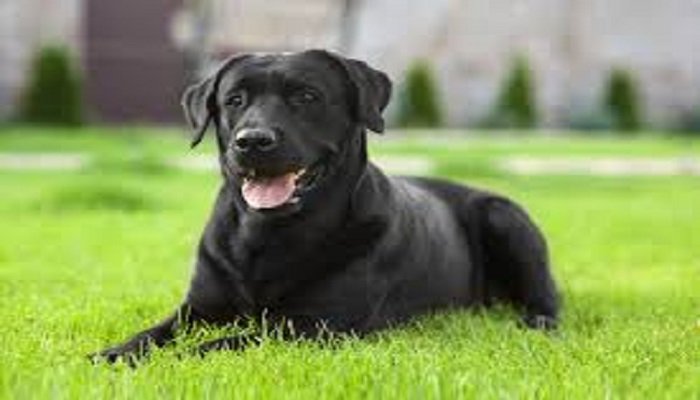 Black-Dog