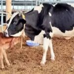 Cow