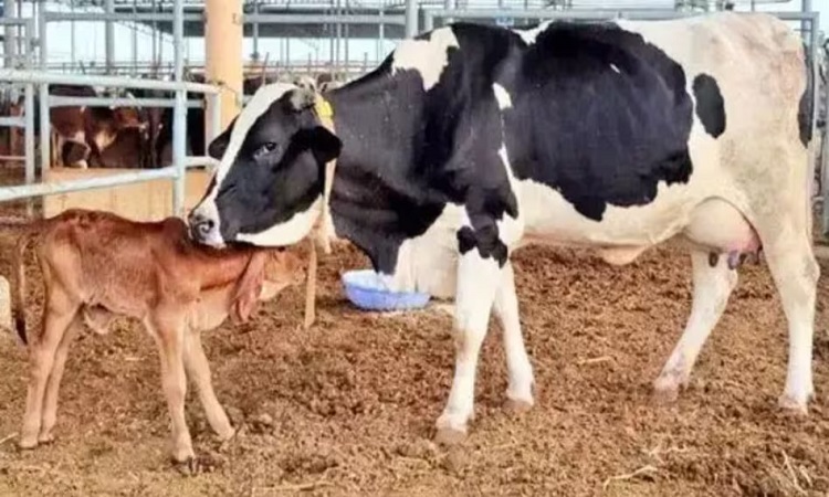 Cow