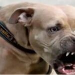 Pitbull