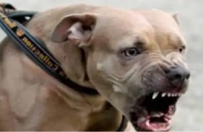 Pitbull