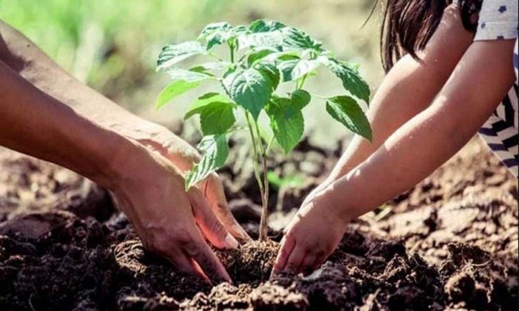 Plantation
