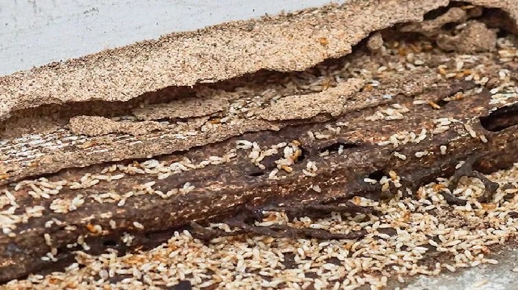 Termites