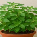 Tulsi