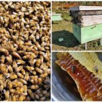 Beekeeping