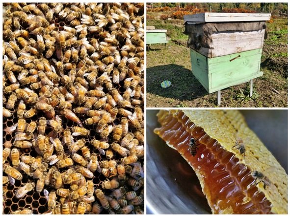Beekeeping
