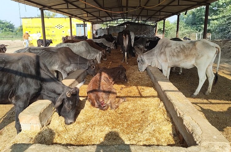 Gau Shala