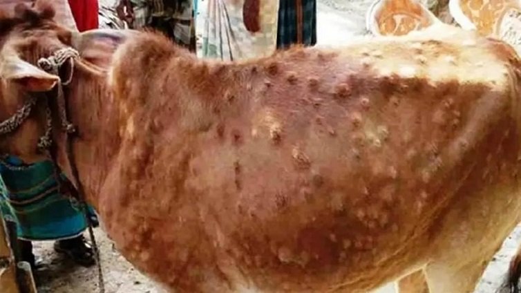 Lumpi virus