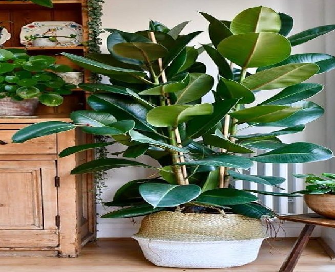 Plant