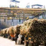 Sugarcane