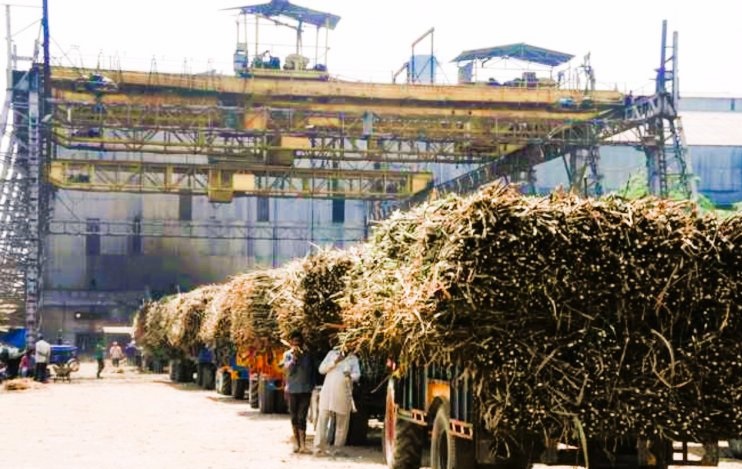 Sugarcane