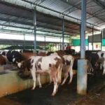cow shelter