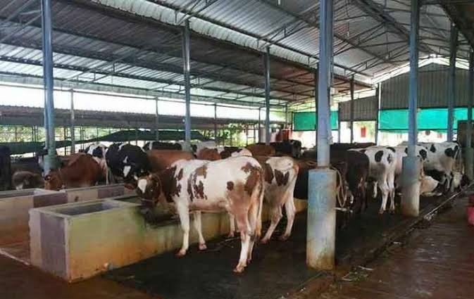 cow shelter